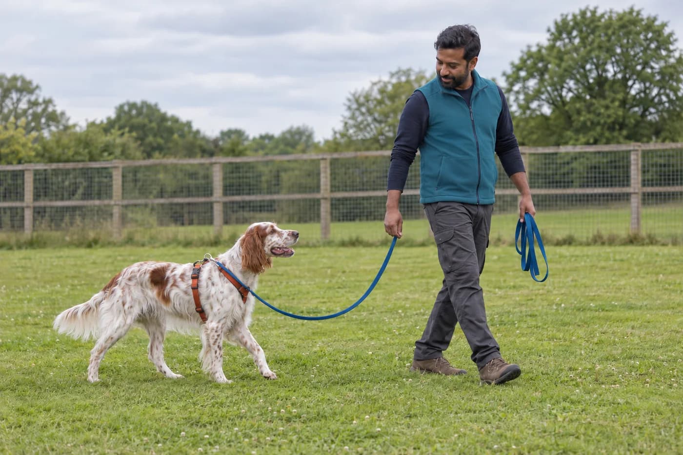 A setter and adult handler walk near each other on grass with a slack blue line clear of their legs