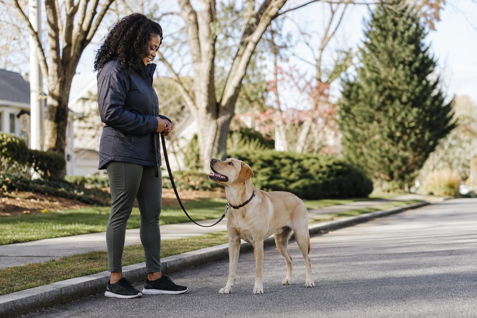 Woman rewards a Labrador for a loose-leash check-in during an ordinary neighborhood walk